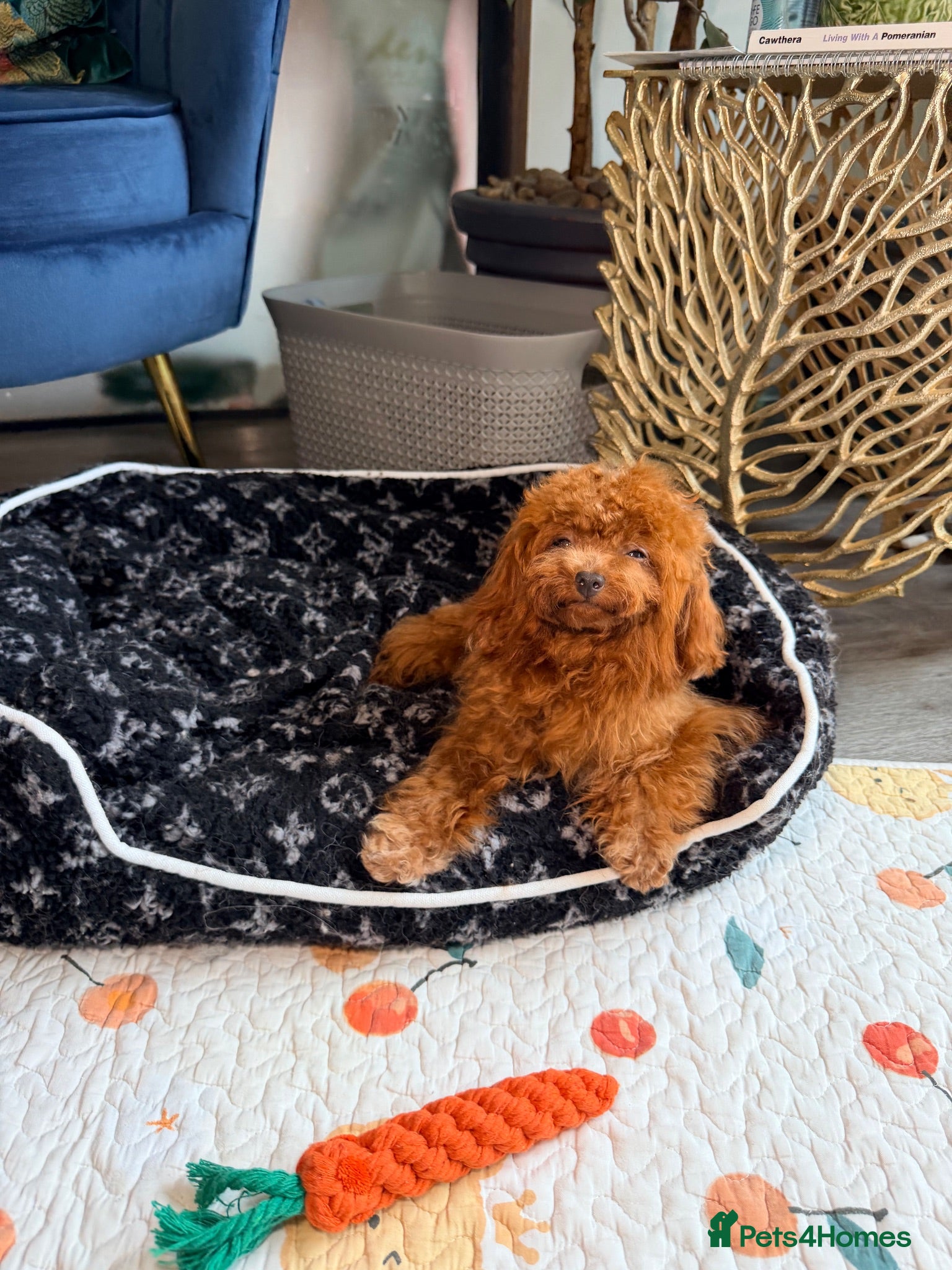Toy Poodle dogs Asian Teddy poodle Girl very tiny - Advert 5