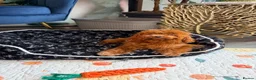 Toy Poodle dogs for sale: Asian Teddy poodle Girl very tiny - Advert 12