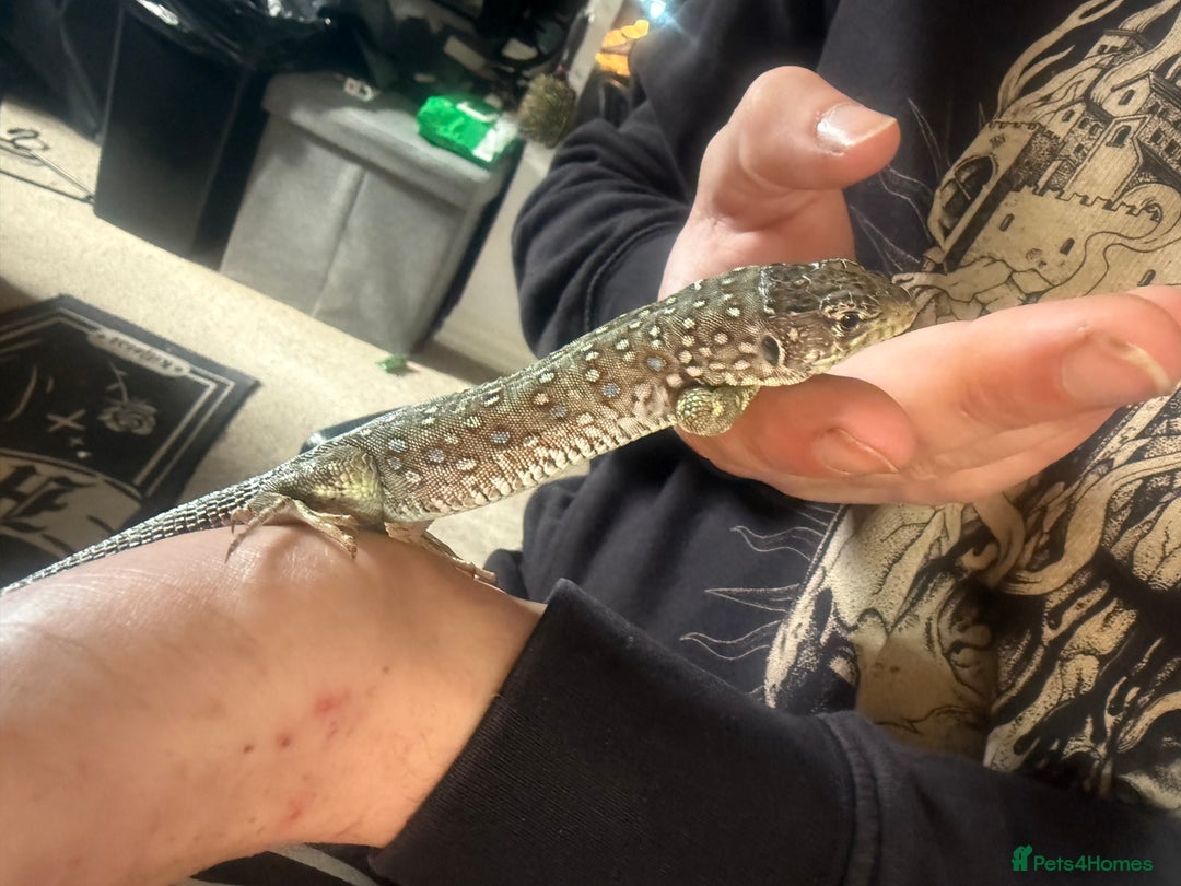 Lizard reptiles for sale: Free jewelled lacertas read description  - Image 9