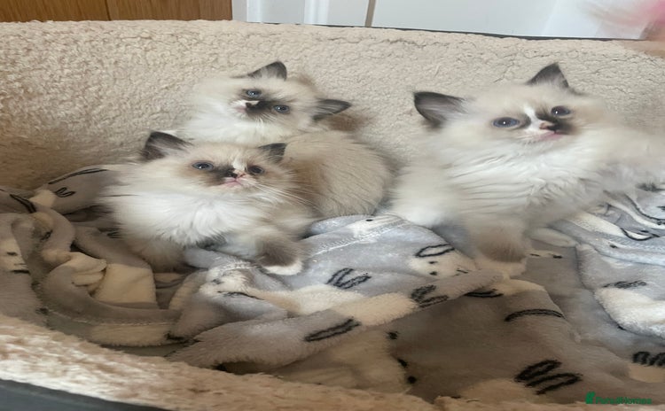 Ragdoll cats - Advert 2