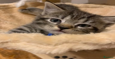 Mixed Breed cats - Advert 12
