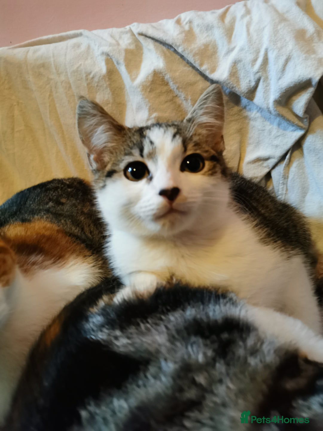 Domestic Shorthair cats for sale: 3 kittens for sale  - Advert 6