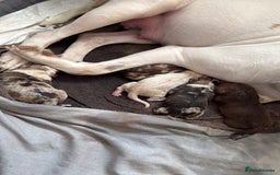 American Bull Staffy dogs for sale: American Bulldog - Image 7