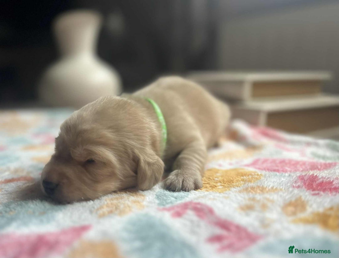 Labradoodle dogs for sale: Miniature Labradoodles  - Image 14