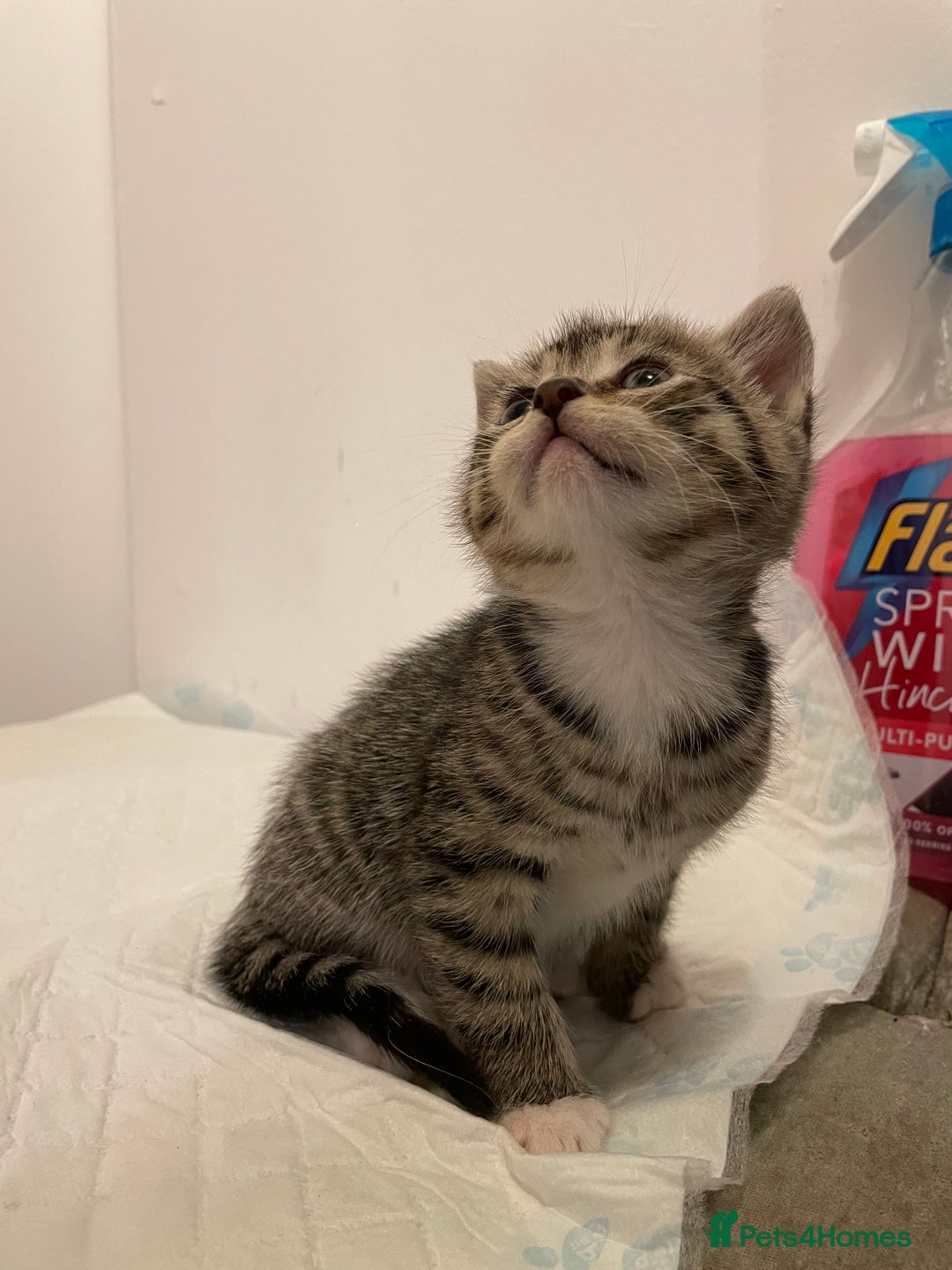 Mixed Breed cats for sale: Gorgeous kittens ready for new homes now  - Advert 8