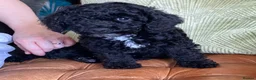 Cockapoo dogs for sale: Girl F2 cockapoo last one available - Advert 3