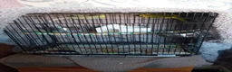Budgerigars birds for sale: 2 budgies and small cage - Advert 4