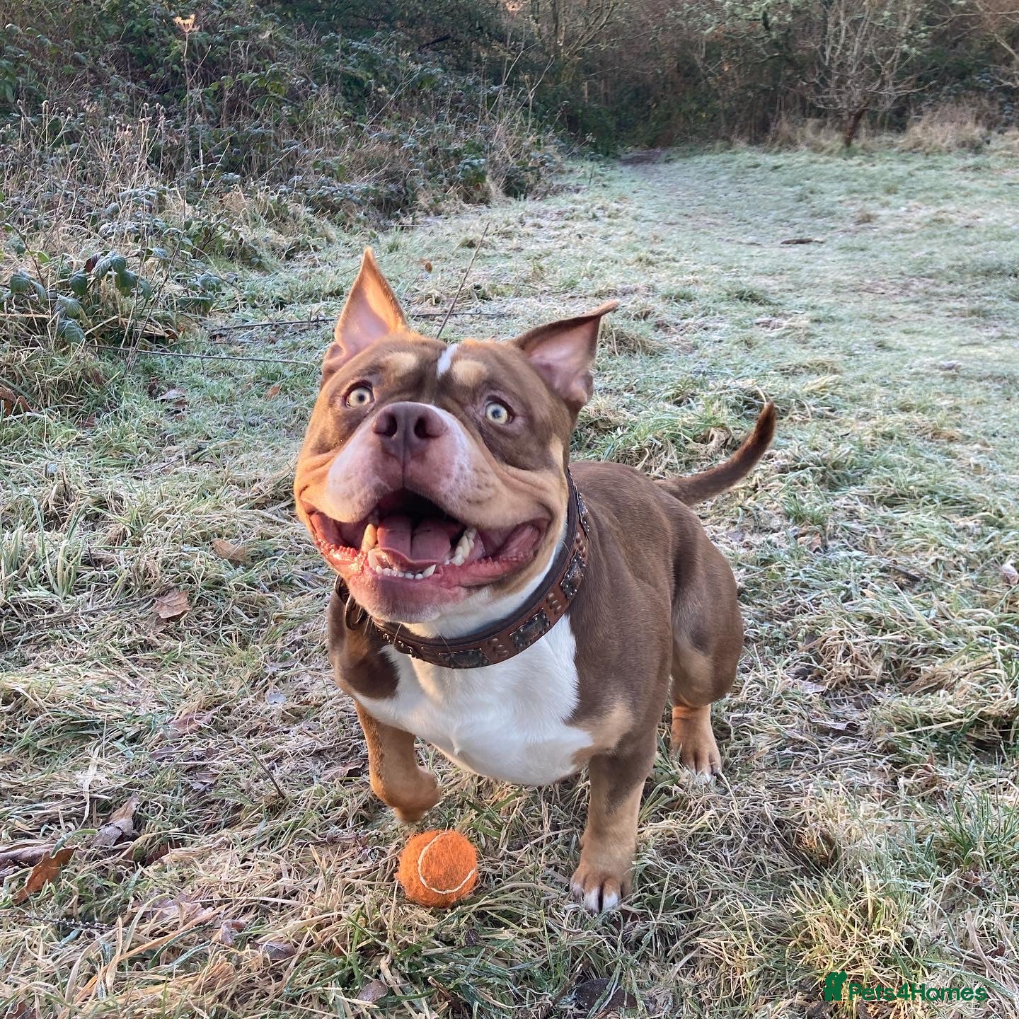 American Bully dogs Pocket Bully for Stud  - Advert 5