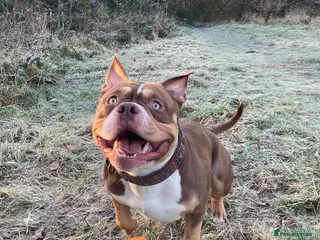 American Bully dogs Pocket Bully for Stud - Advert 5