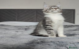 Maine Coon cats for sale: European Maine coon Kittens - Image 4