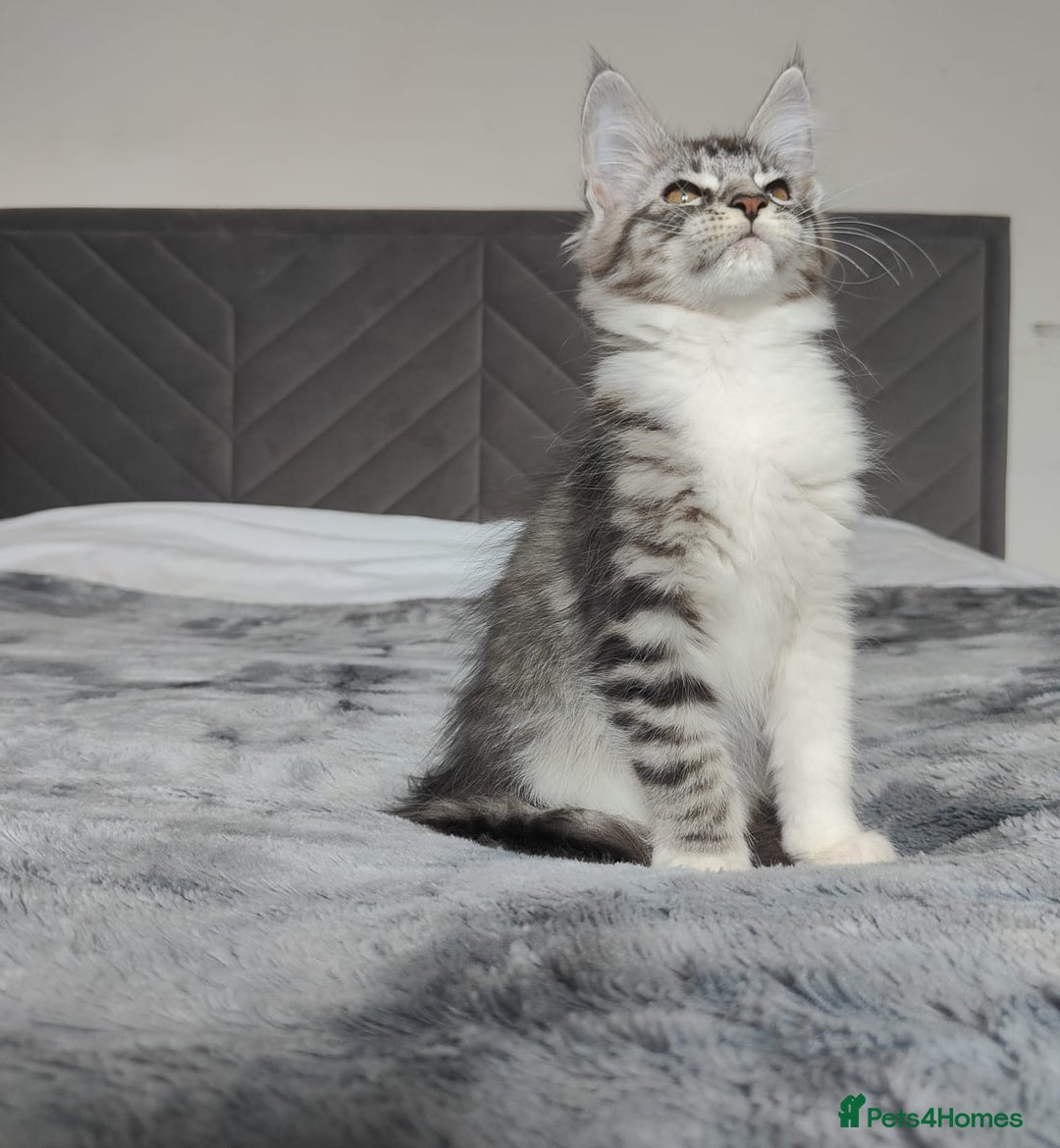 Maine Coon cats for sale: European Maine coon Kittens - Image 4