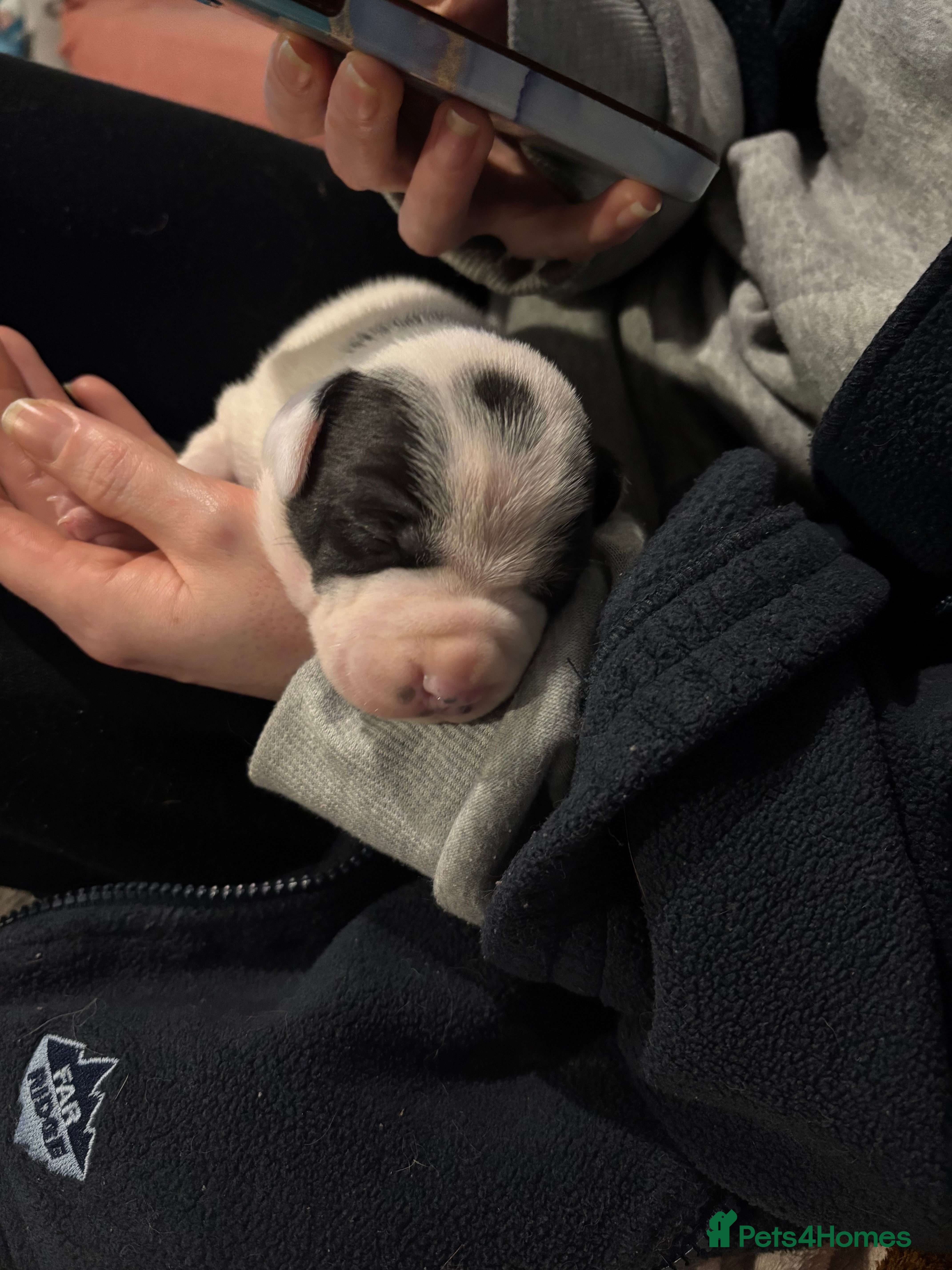 Mixed Breed dogs Staffordshire bull terrier/Labrador Puppies  - Advert 9