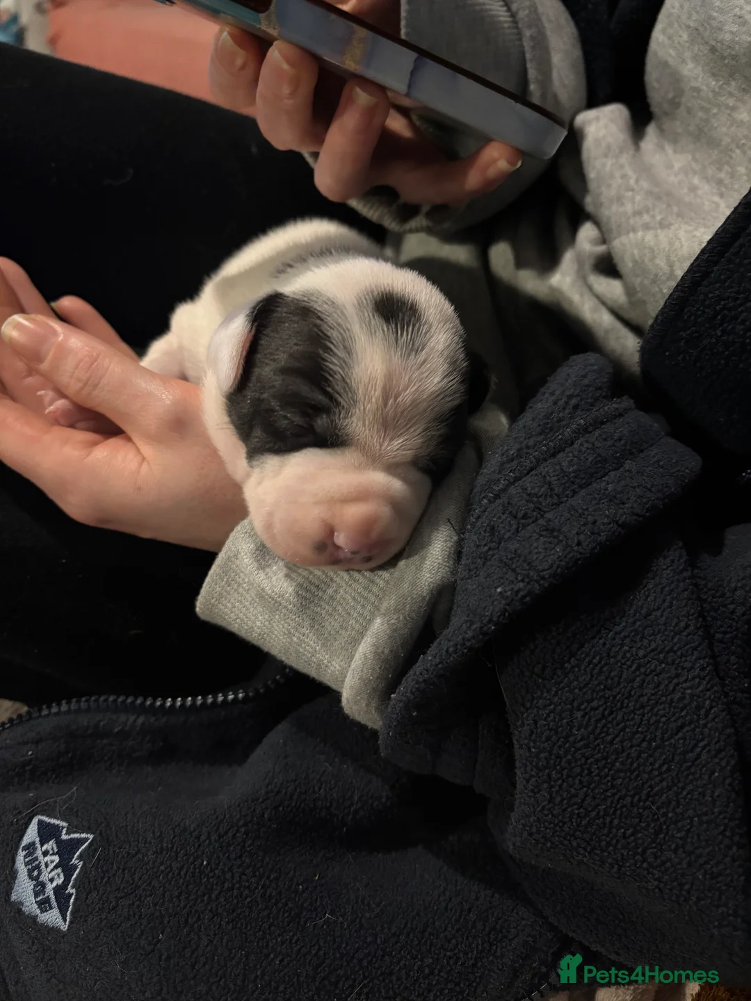 Mixed Breed dogs for sale: Staffordshire bull terrier/Labrador Puppies  - Advert 1