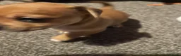 Jackapoo dogs for sale: Jackweenies in Eastbourne - Advert 7