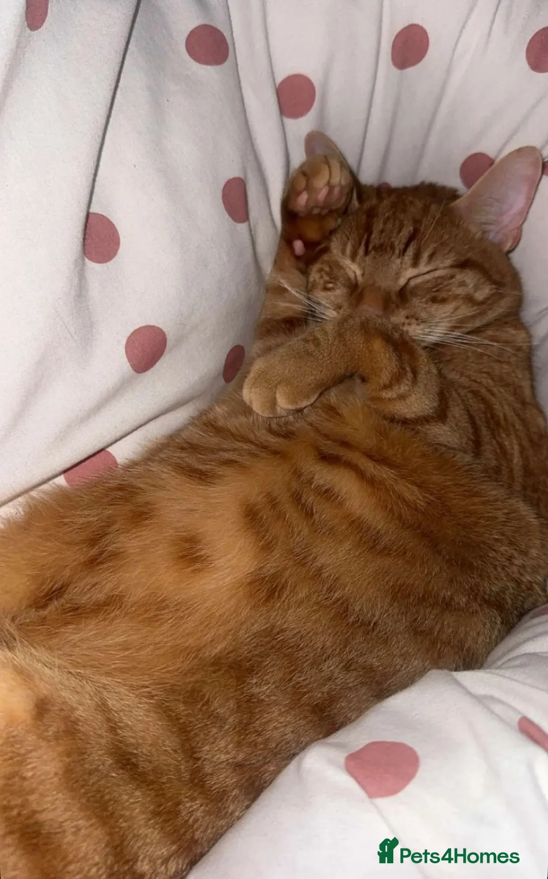 Mixed Breed cats for sale: Boy cat  - Advert 2