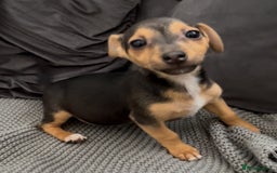 Jack Russell dogs for sale: ❤️Beautiful Jackrussels❤️ - Image 15