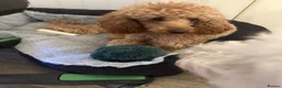 Miniature Poodle dogs for sale: Puppies - Advert 9