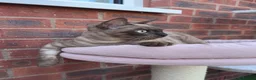 Bengal cats for sale: Beautiful Health Tested Bengals - Advert 6