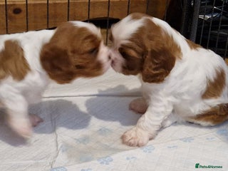 Cavalier King Charles Spaniel dogs ✨ Gorgeous Puppy Ready for a Loving Home ✨ - Advert 2