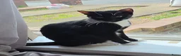 Domestic Shorthair cats for sale: 1 beautiful kitten left  - Advert 2