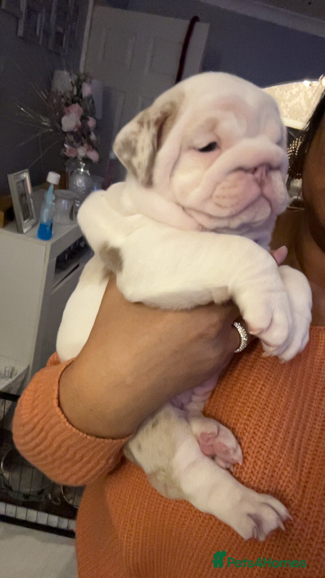 English Bulldog dogs for sale: Last Female English bulldog puppy  - Advert 29