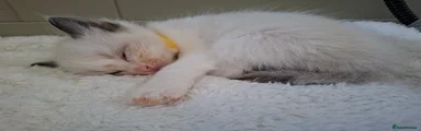Ragdoll 4