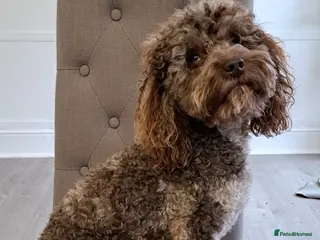 Cockapoo dogs Cockapoo stud chocolate merle in Bristol - Advert 1