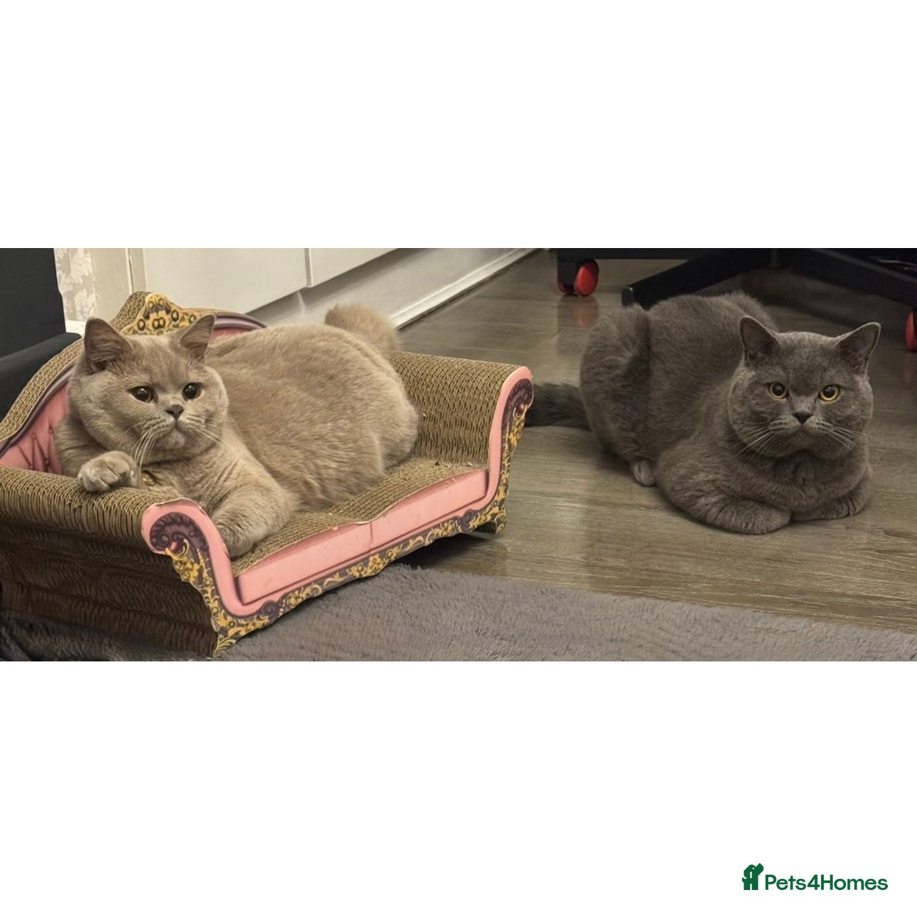 British Shorthair cats British short hair kittens  - Advert 2