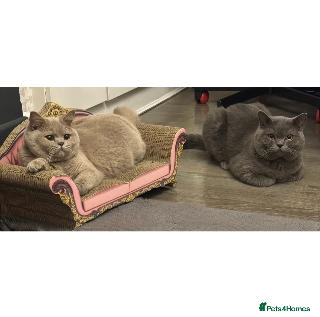 British Shorthair cats for sale: British short hair kittens  in Hyde - Advert 1