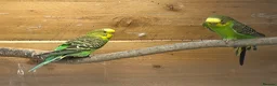 Budgerigars birds for sale: Wild type green budgies  - Advert 2