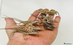Bearded Dragon reptiles for sale: Baby bearded dragons  - Image 4
