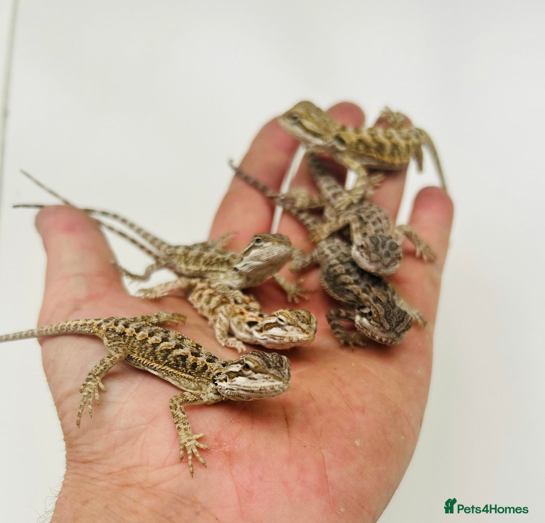 Bearded Dragon reptiles for sale: Baby bearded dragons  - Image 4
