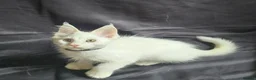 Maine Coon cats for sale: Ready now-Tica Maine Coon Kittens  - Advert 15