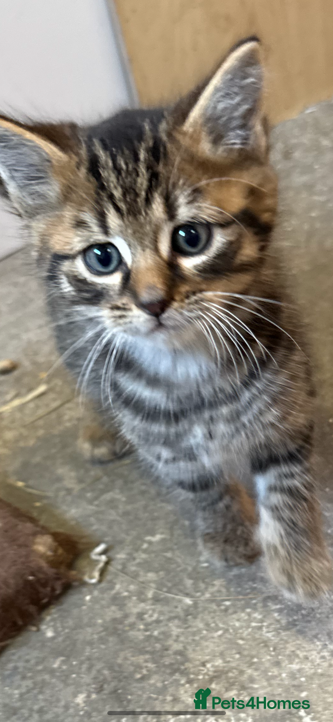 British Shorthair cats for sale: Beautiful kittens for sale - Image 25