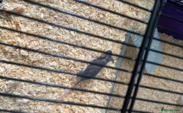 Mouse rodents - Advert 9
