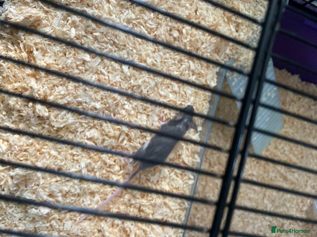 Mouse rodents - Advert 8