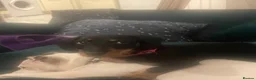 Dachshund dogs for sale: Beautiful female Dachshund  in Blyth - Advert 5