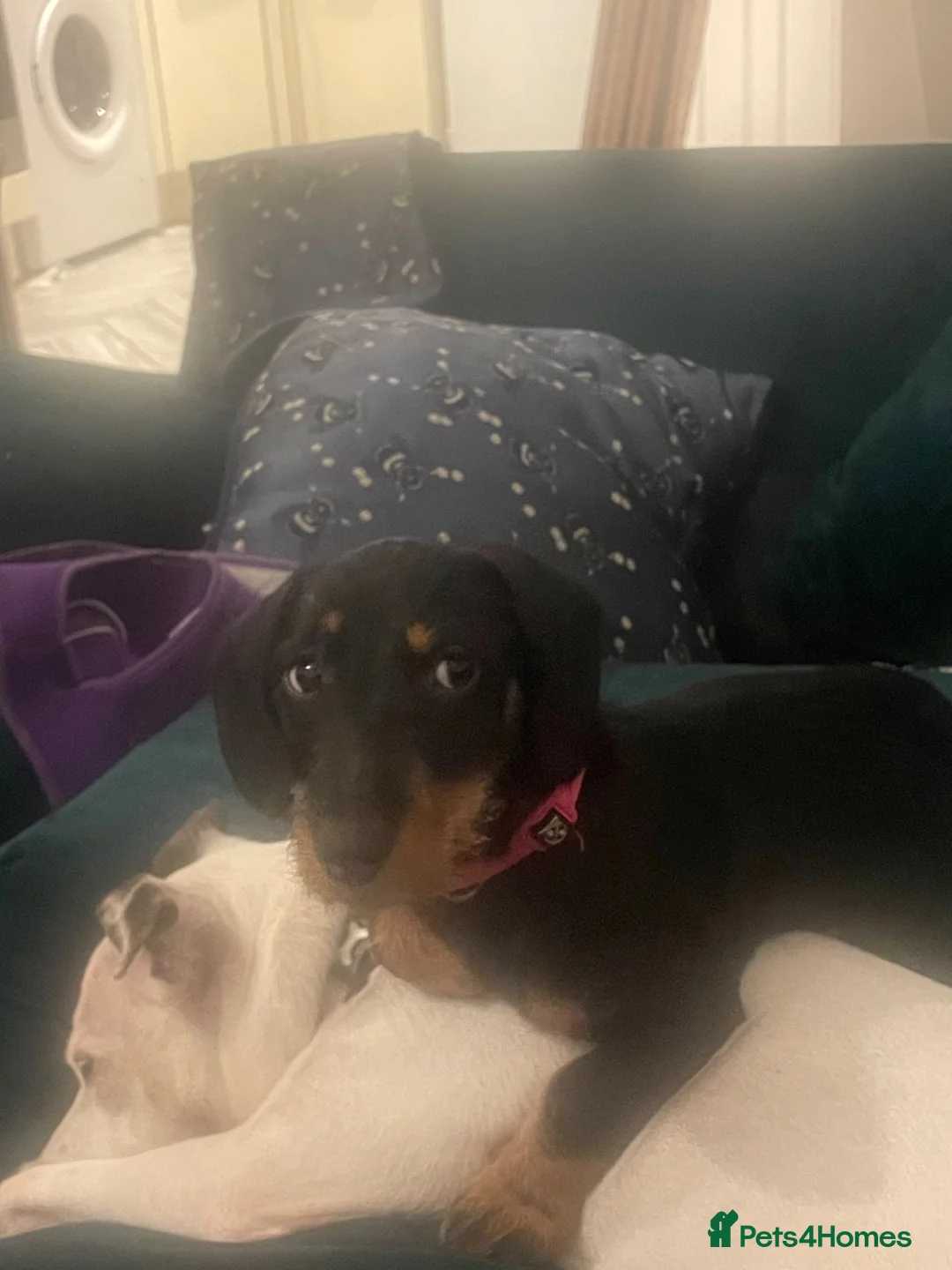 Dachshund dogs for sale: Beautiful female Dachshund  in Blyth - Advert 5