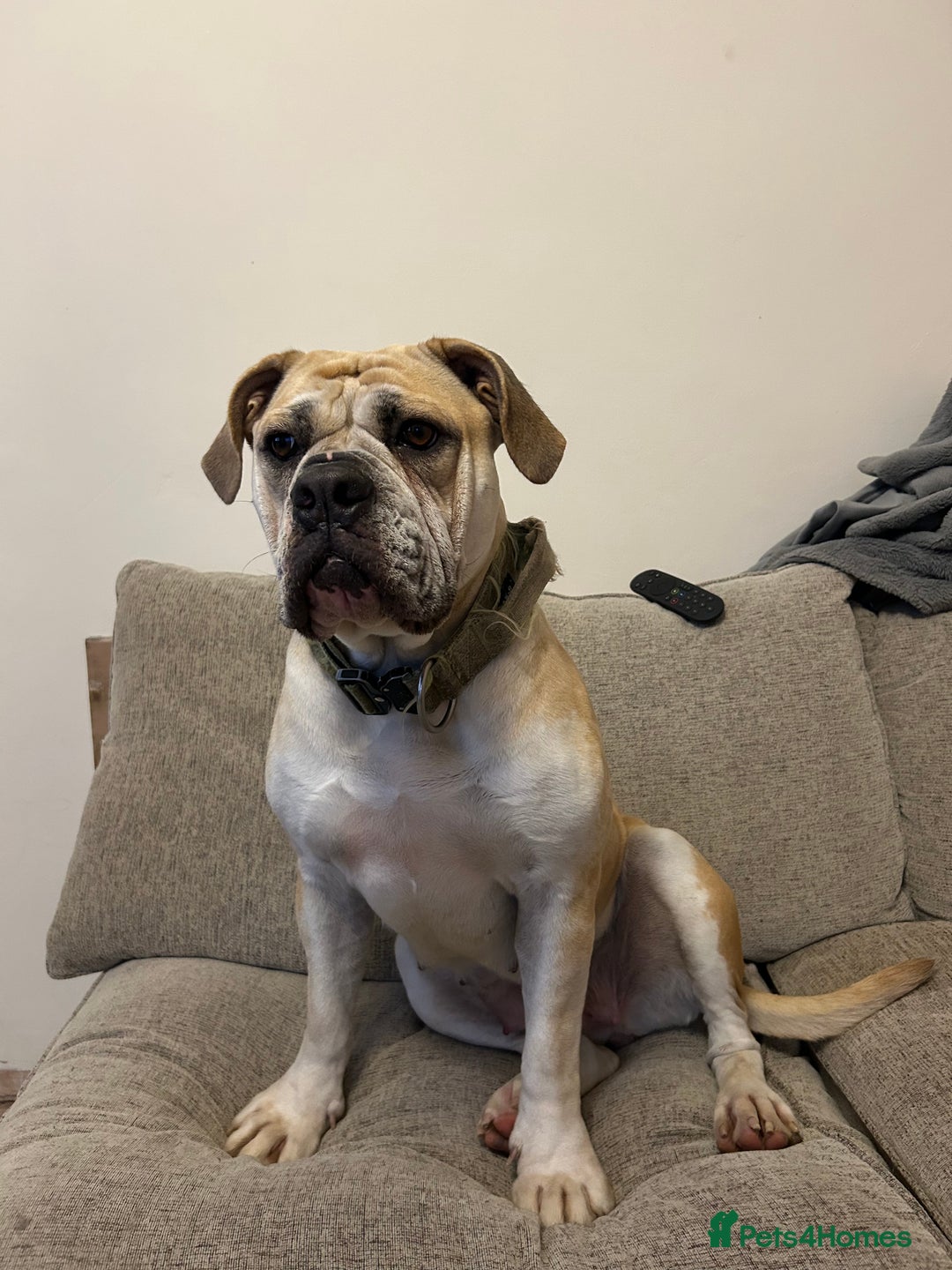 Olde English Bulldogge dogs for sale: Maggie - Advert 2