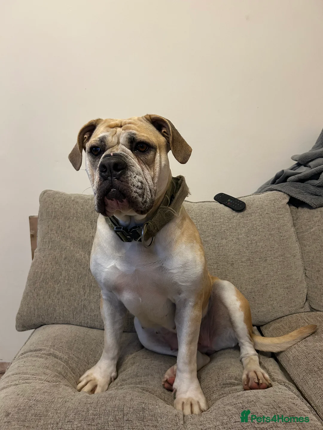 Olde English Bulldogge dogs for sale: Maggie - Advert 2