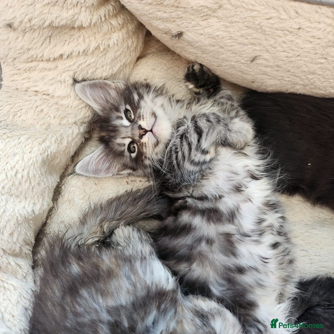Maine Coon cats for sale: Maine coon purebred pedigre xl active in Barnsley - Image 23