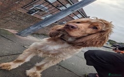 Cocker Spaniel dogs for sale: 8 month old show cocker - Image 9