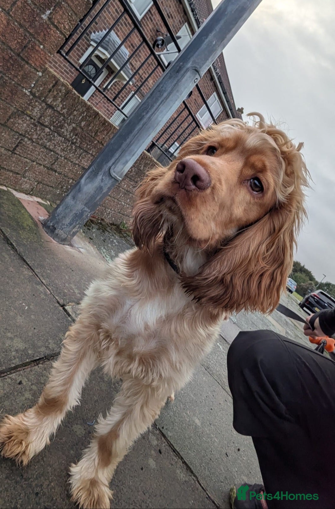Cocker Spaniel dogs for sale: 8 month old show cocker - Image 9