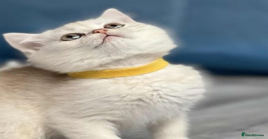 British Shorthair cats - Advert 13
