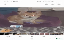 Chihuahua dogs for sale: Longcoat chihuahua  - Image 2