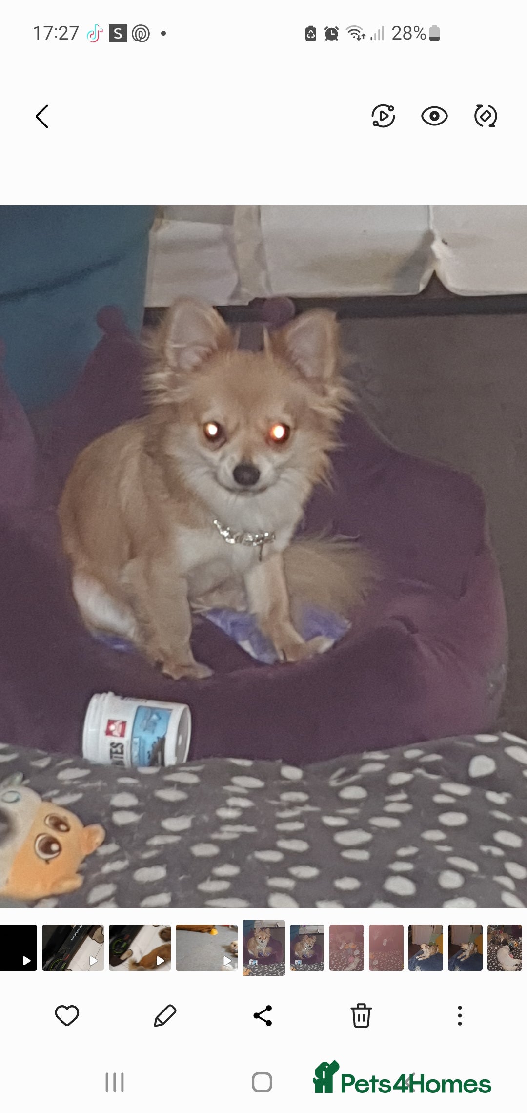 Chihuahua dogs for sale: Longcoat chihuahua  - Image 2