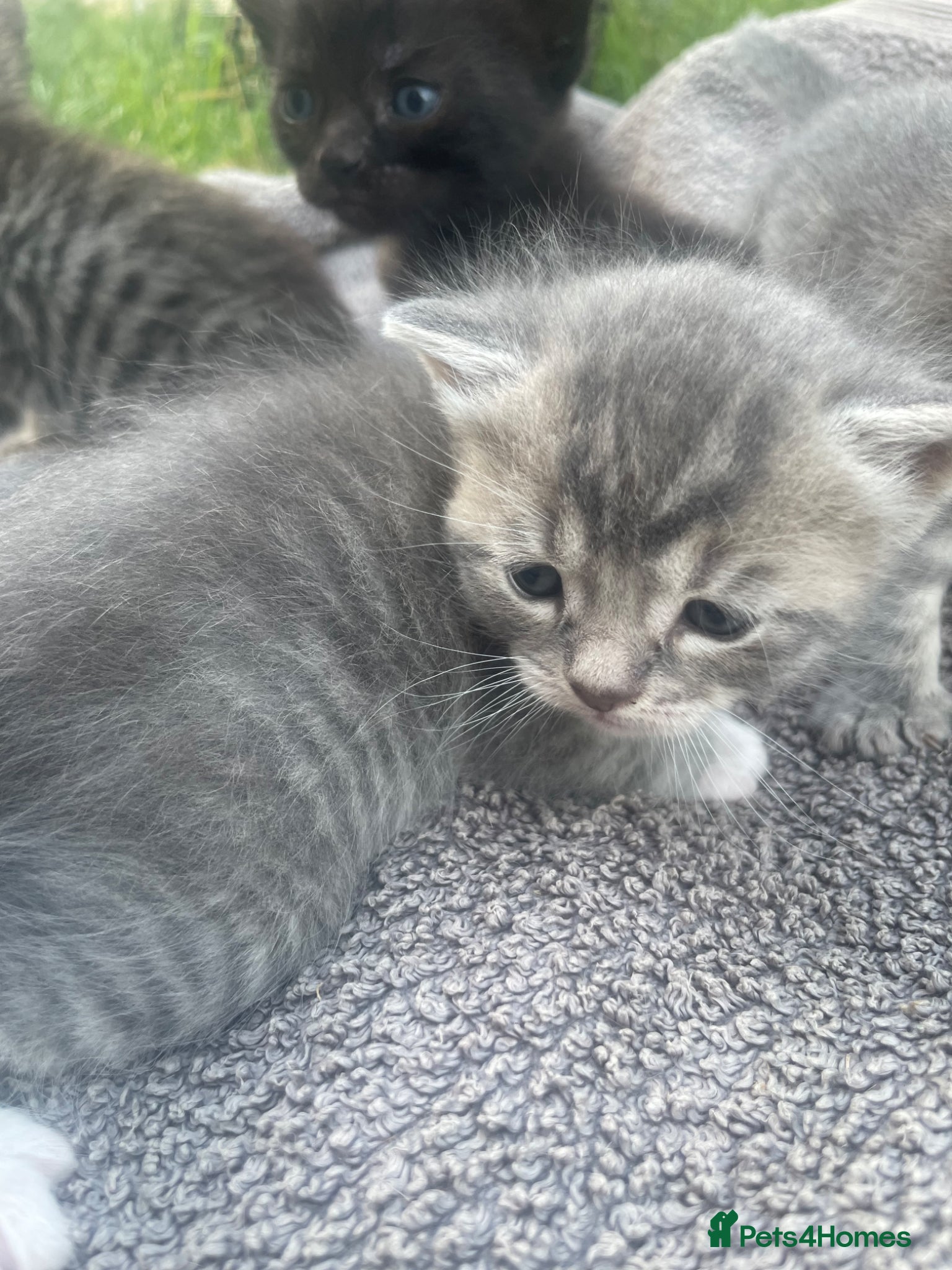 British Shorthair cats for sale: Gorgeous British Shorthair x Bengal kittens in Cheddar - Advert 7