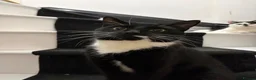Domestic Shorthair cats for sale: Leo looking for his forever home. - Advert 4