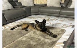 Belgian Shepherd Dog dogs for sale: Belgian Malinois puppies  - Image 5