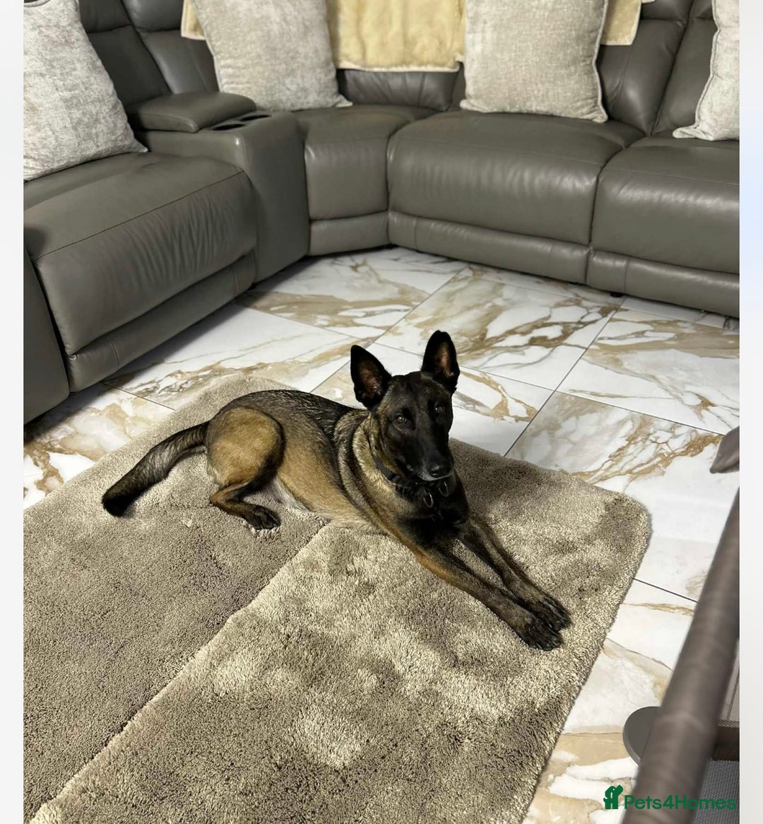 Belgian Shepherd Dog dogs for sale: Belgian Malinois puppies  - Image 5